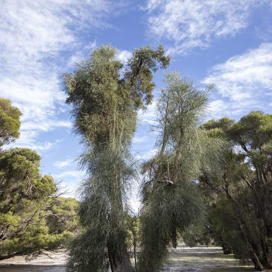 Flora Nuytsia florabunda WA native Christmas tree not in bloom WEB