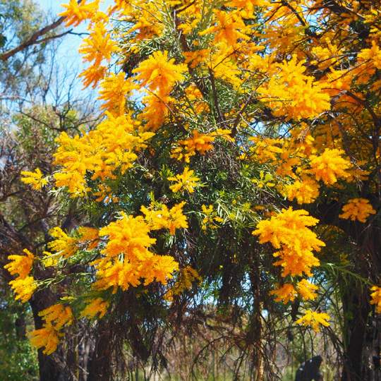 Flora Nuytsia florabunda WA native Christmas tree in bloom WEB
