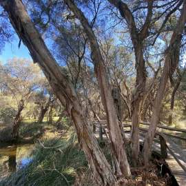 Flora Paperbark WEB