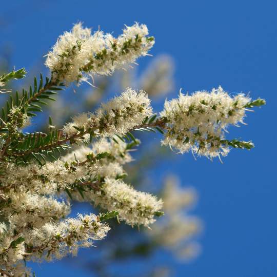 Flora Melaleuca preissiana stout paperbark flowers WEB