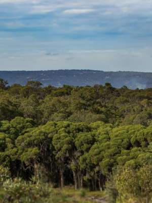 Flora canopy trees from the lookout WEB