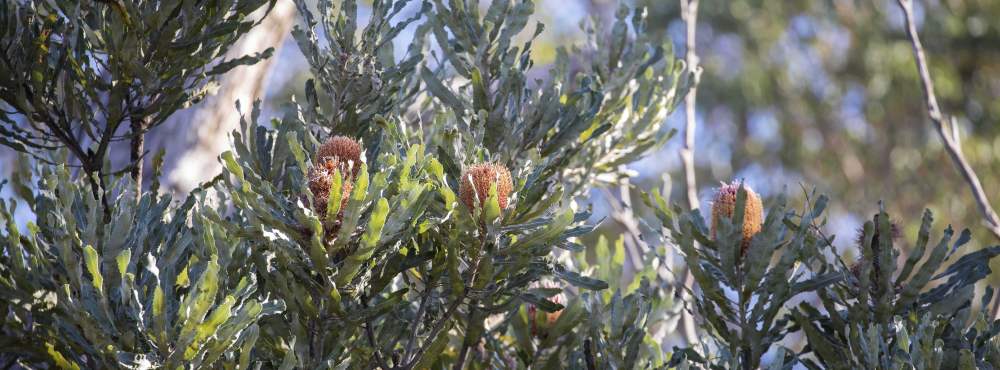 Flora firewood banksia tree WEB