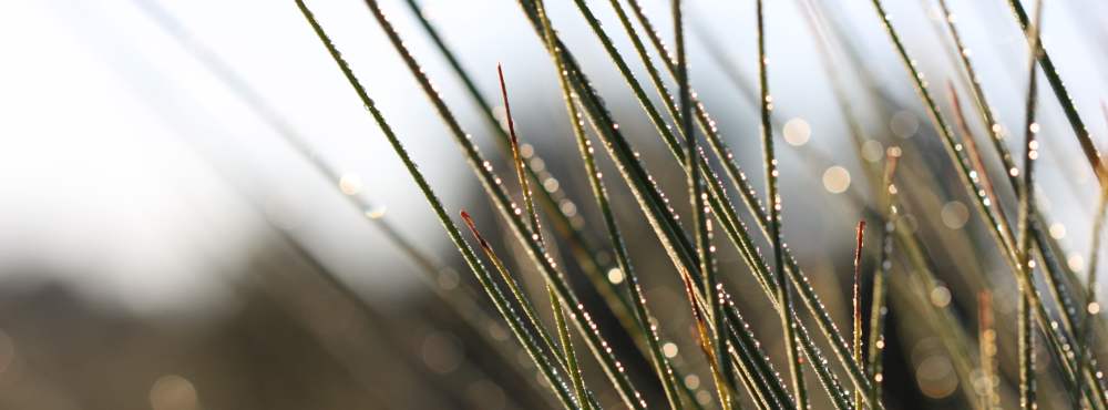 Flora dew covered grass tree fronds WEB