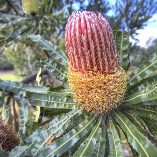 Flora - firewood banksia - close-up