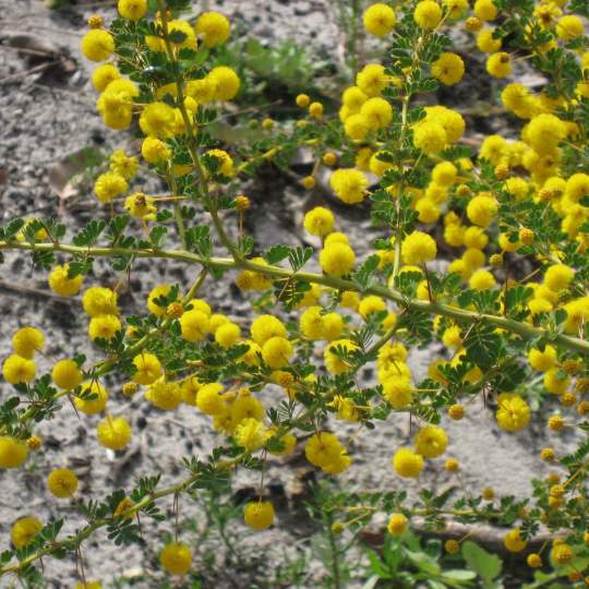 Acacia pulchella prickly moses close up 04 WEB