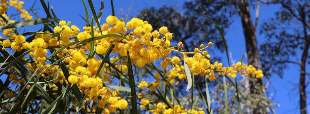 Acacia saligna orange wattle 08 WEB BANNER