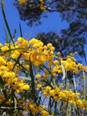 Acacia saligna orange wattle 08 WEB BANNER