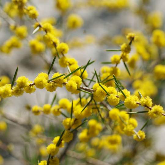 Acacia sessilis 01 WEB