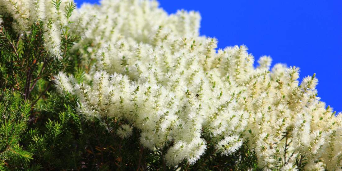 Melaleuca preissiana paperbark flowers 01 photo by K Morley WEB BANNER