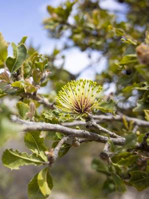 Whiteman Park Flora holly leaved banksia