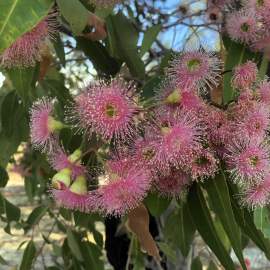 Corymbia calophylla marri flower pink form 03 WEB
