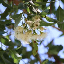 Corymbia calophylla Marri flowers WEB