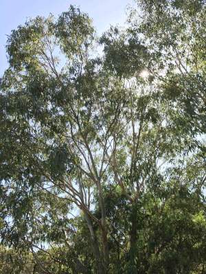 Eucalyptus rudis flooded gum WEB