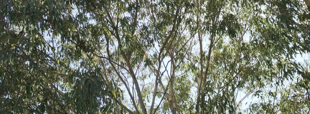 Eucalyptus rudis flooded gum WEB