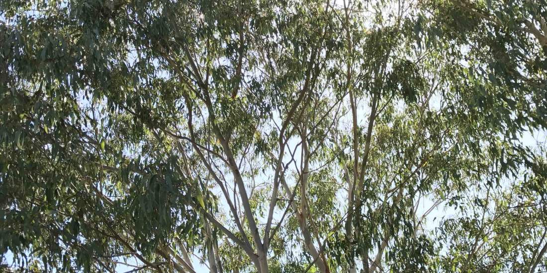 Eucalyptus rudis flooded gum WEB