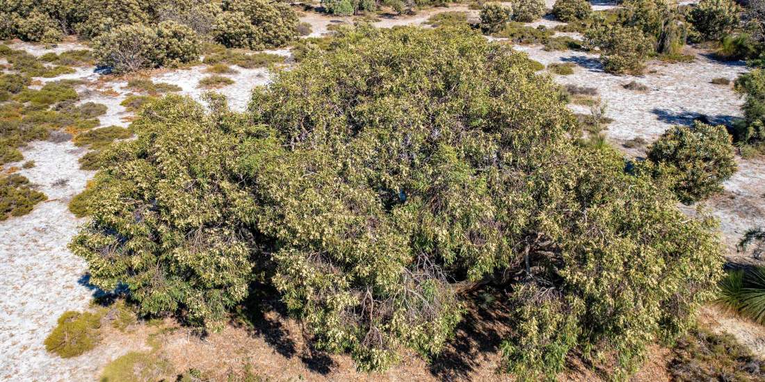 Eucalyptus todtiana aerial in bloom WEB BANNER