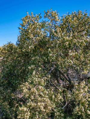 Eucalyptus todtiana in bloom WEB BANNER