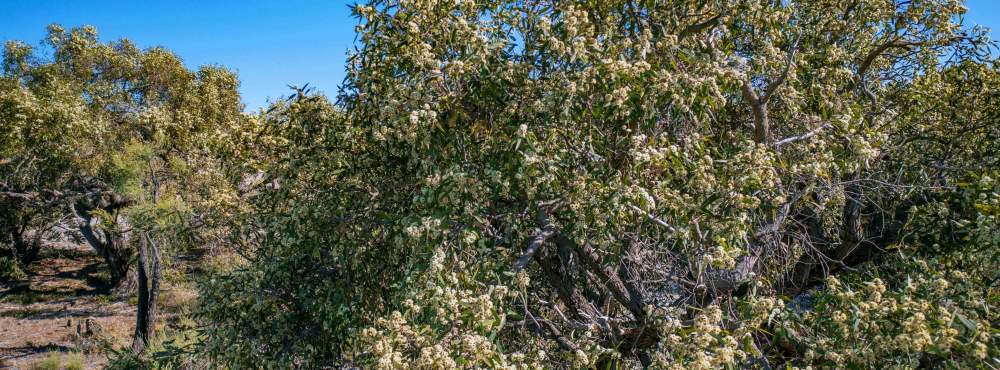 Eucalyptus todtiana in bloom WEB BANNER