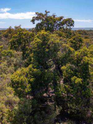 Jarrah canopy tree WEB BANNER