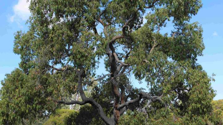 Corymbia calophylla Marri tree WEB