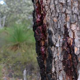 Corymbia calophylla Marri red gum bark WEB