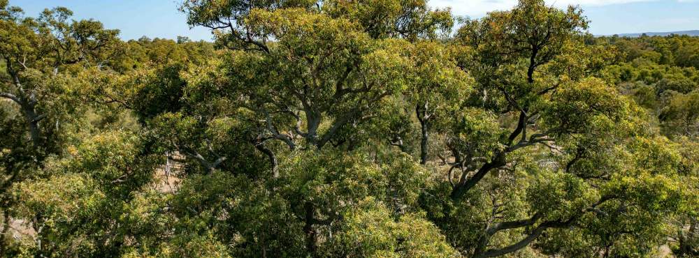 Canopy trees jarrah Eucalyptus marginata WEB