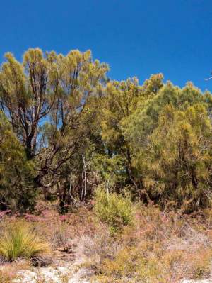 Canopy trees sheoak Allocasuarina fraseriana WEB BANNER