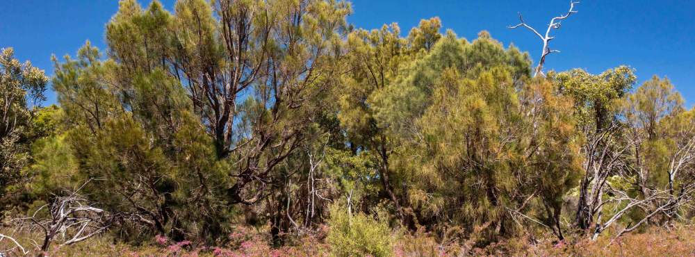 Canopy trees sheoak Allocasuarina fraseriana WEB BANNER