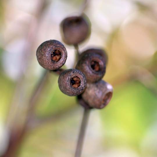 Jarrah fruit Eucalytus marginata WEB2