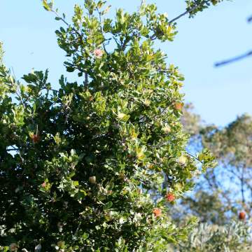 Banksia ilicifolia holly leaf banksia tree 01 WEB