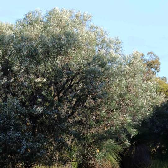Banksia littoralis swamp banksia tree 03 WEB