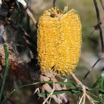 Banksia littoralis Swamp banksia 04 WEB