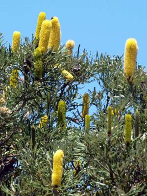 Banksia attenuata candlestick banksia 01 WEB