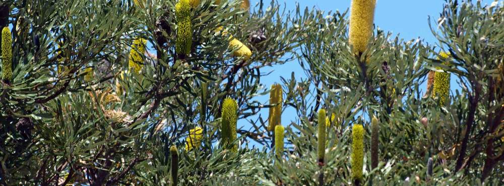 Banksia attenuata candlestick banksia 01 WEB