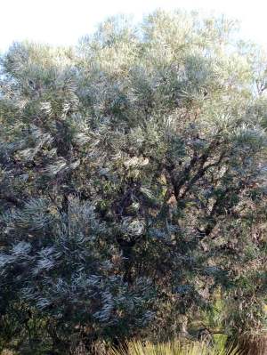 Banksia littoralis swamp banksia tree 02 WEB BANNER