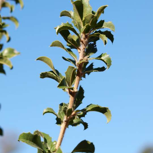 Banksia ilicifolia holly leaf banksia leaves 01 WEB