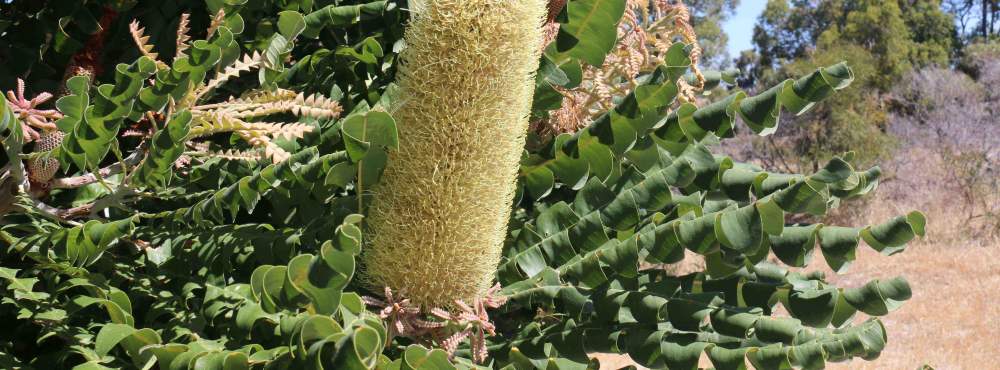 Banksia grandis bull banksia flower 01 WEB