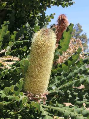 Banksia grandis bull banksia flower 01 WEB