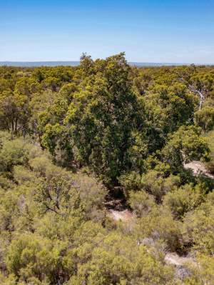 Whiteman Park canopy looking east towards the scarp WEB BANNER