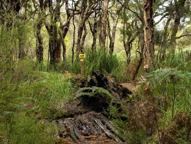 Wununga Trail wetland area Whiteman Park WEB