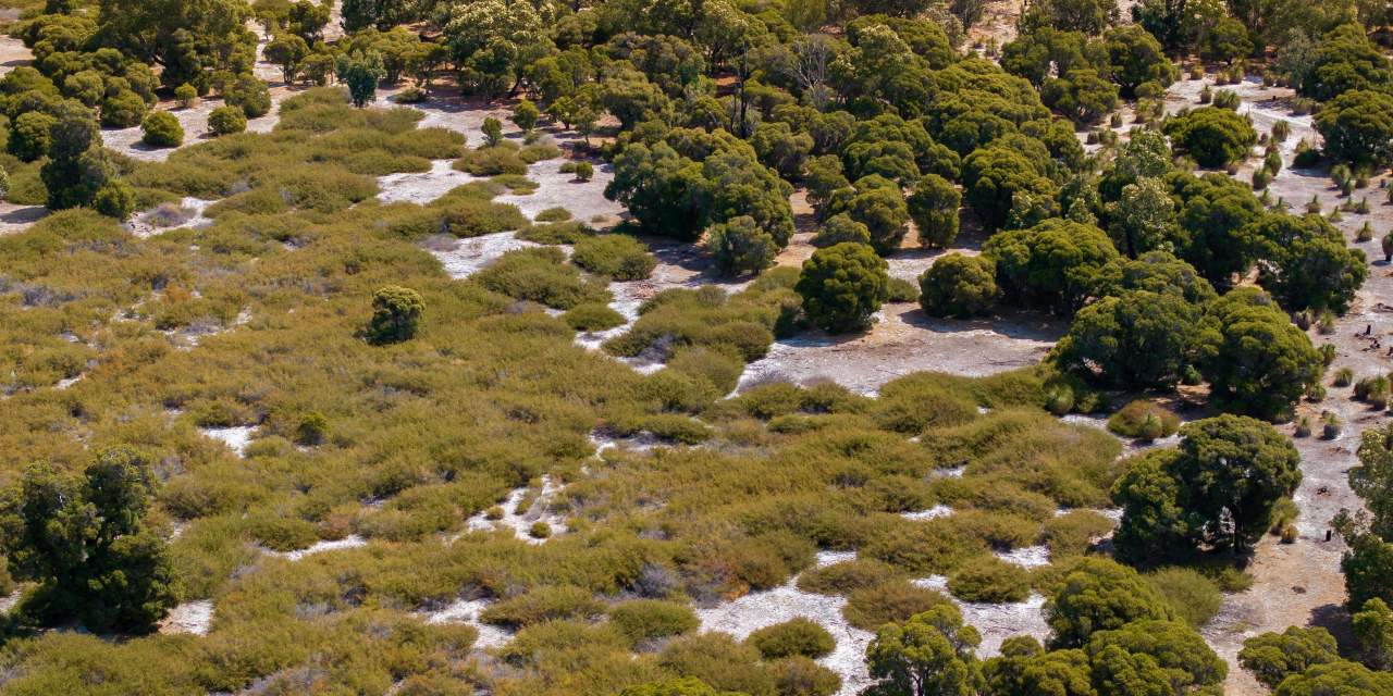 Heathlands Whiteman Park Flora Habitat WEB