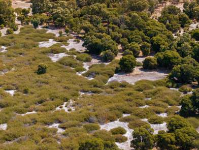Heathlands Whiteman Park Flora Habitat WEB