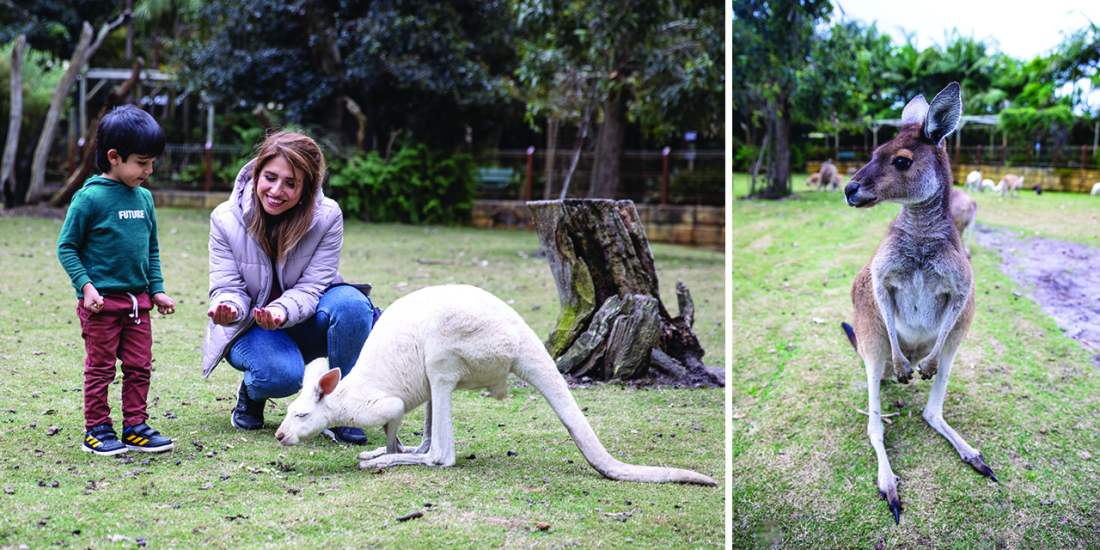 2021 Caversham Wildlife Park winter roo feeding 1280x640