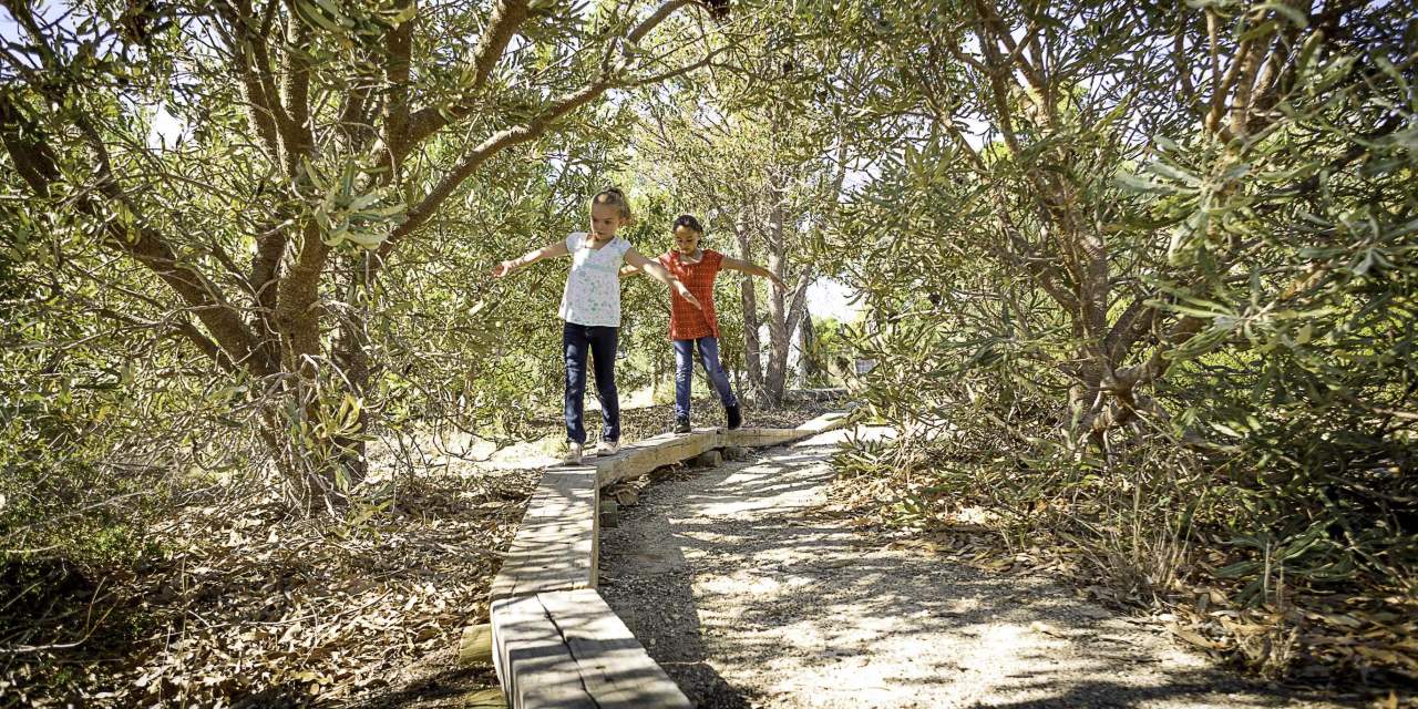 Childrens Forest balance amongst the trees