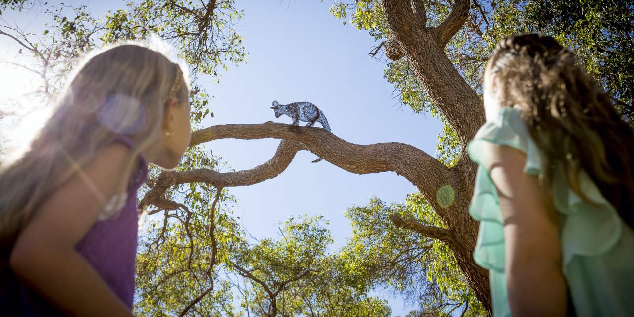 Children's Forest - Stage 7 - girls looking up at possum