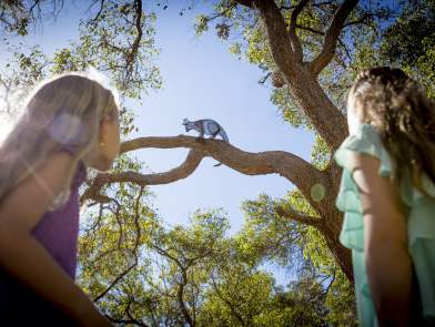 Children's Forest - Stage 7 - girls looking up at possum