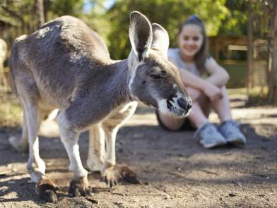 Caversham Wildlife Park - kangaroo pen - roo close-up, girl background