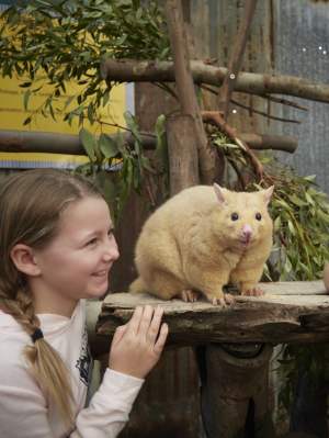 Caversham Wildlife Park - Wombat&Friends Show - girls and possum