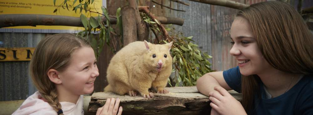 Caversham Wildlife Park - Wombat&Friends Show - girls and possum