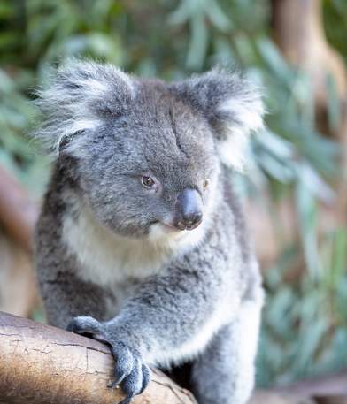 2020 Cta Wildlife CWP koala